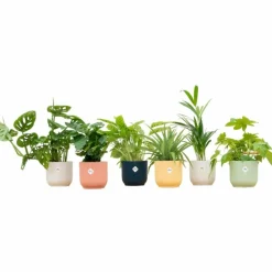 LA GREEN TOUCH - Box surprise 6 plantes+ cache-pot - hauteur 30cm