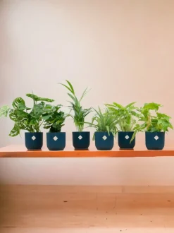 LA GREEN TOUCH - Box surprise 6 plantes+ cache-pot - hauteur 30cm