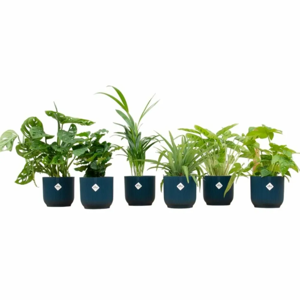 LA GREEN TOUCH - Box surprise 6 plantes+ cache-pot - hauteur 30cm