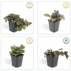 LA GREEN TOUCH - Bugle rampant 'burgundy glow' x60 – entre 3,75 et 5m2