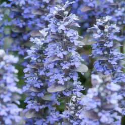 LA GREEN TOUCH - Bugle rampant 'burgundy glow' x60 – entre 3,75 et 5m2