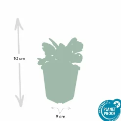 LA GREEN TOUCH - Bugle rampant 'burgundy glow' x20 – entre 1,25 et 1,67m2