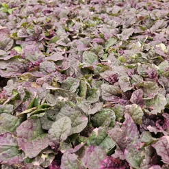 LA GREEN TOUCH - Bugle rampant 'burgundy glow' x40 – entre 2,5 et 3,33m2