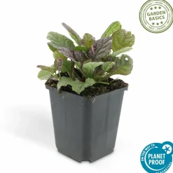 LA GREEN TOUCH - Bugle rampant 'burgundy glow' x12 – entre 0,75 et 1m2