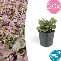 LA GREEN TOUCH - Bugle rampant 'burgundy glow' x12 – entre 0,75 et 1m2