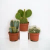 LA GREEN TOUCH - Cactus, box de 3 plantes h27cm