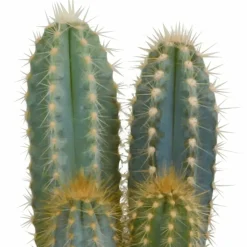 LA GREEN TOUCH - Cactus, box de 3 plantes h27cm