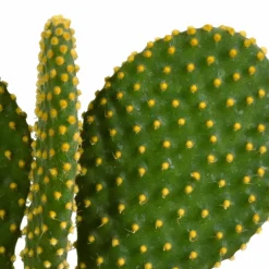 LA GREEN TOUCH - Cactus, box de 3 plantes h27cm