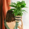 LA GREEN TOUCH - Calathea zebrina 80cm - plante d'intérieur