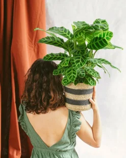 LA GREEN TOUCH - Calathea zebrina 80cm - plante d'intérieur