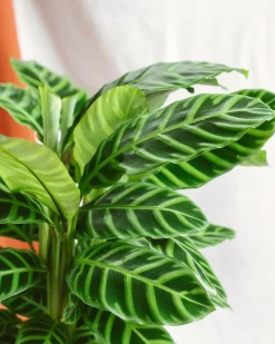 LA GREEN TOUCH - Calathea zebrina 80cm - plante d'intérieur