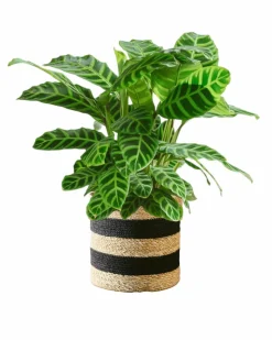 LA GREEN TOUCH - Calathea zebrina 80cm - plante d'intérieur