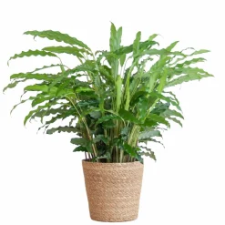 LA GREEN TOUCH - Calathea rufibarba et son pot panier naturel - hauteur 55cm