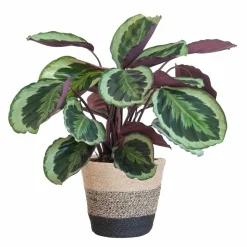 LA GREEN TOUCH - Calathea medaillon et son pot panier multicolor - hauteur 65cm