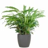 LA GREEN TOUCH - Calathea rufibarba et son pot gris - hauteur 55cm