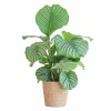 LA GREEN TOUCH - Calathea orbifolia et son pot panier naturel - hauteur 65cm