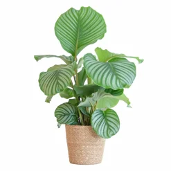 LA GREEN TOUCH - Calathea orbifolia et son pot panier naturel - hauteur 65cm