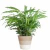 LA GREEN TOUCH - Calathea rufibarba et son pot panier blanc - hauteur 55cm