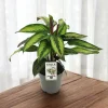 LA GREEN TOUCH - Calathea majestica 45cm - plante d'intérieur