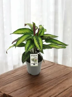 LA GREEN TOUCH - Calathea majestica 45cm - plante d'intérieur