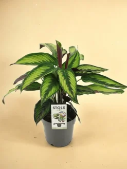 LA GREEN TOUCH - Calathea majestica 45cm - plante d'intérieur