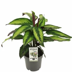 LA GREEN TOUCH - Calathea majestica 45cm - plante d'intérieur