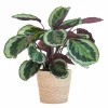 LA GREEN TOUCH - Calathea medaillon et son pot panier naturel - hauteur 65cm