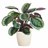 LA GREEN TOUCH - Calathea medaillon et son pot blanc - hauteur 65cm