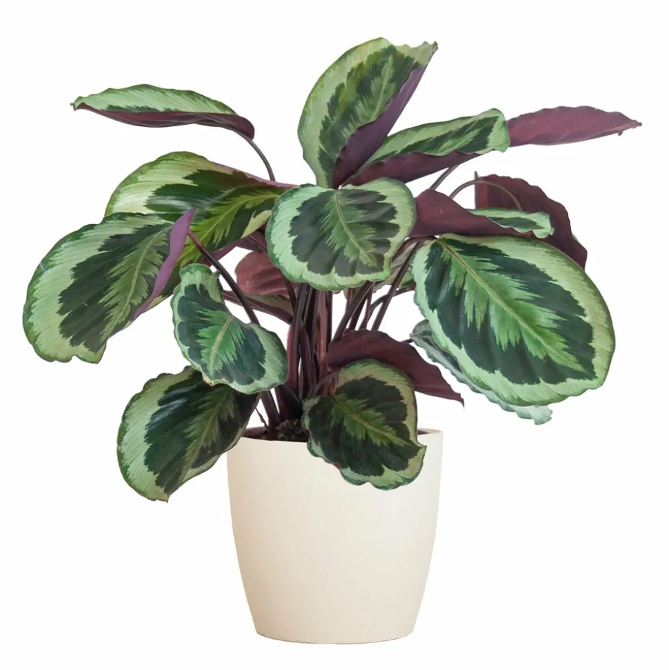 LA GREEN TOUCH - Calathea medaillon et son pot blanc - hauteur 65cm