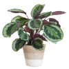 LA GREEN TOUCH - Calathea medaillon et son pot panier blanc - hauteur 65cm