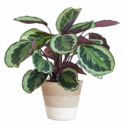 LA GREEN TOUCH - Calathea medaillon et son pot panier blanc - hauteur 65cm