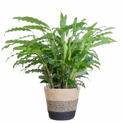 LA GREEN TOUCH - Calathea rufibarba et son pot panier multicolor - hauteur 55cm