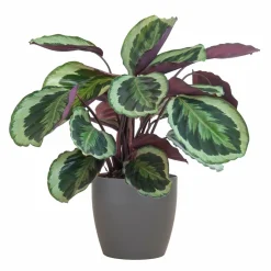 LA GREEN TOUCH - Calathea medaillon et son pot gris - hauteur 65cm