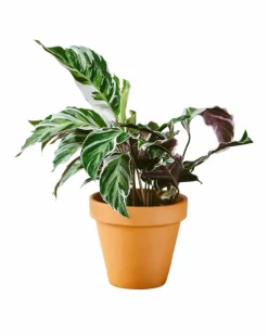 LA GREEN TOUCH - Calathea fusion white 40cm - plante d'intérieur