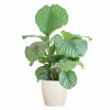 LA GREEN TOUCH - Calathea orbifolia et son pot blanc - hauteur 65cm