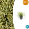 LA GREEN TOUCH - Carex laîche oshim. 'evergold' x60 – entre 3,75 et 5m2