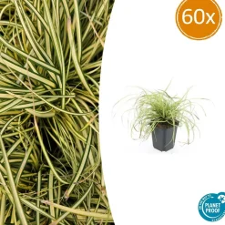 LA GREEN TOUCH - Carex laîche oshim. 'evergold' x60 – entre 3,75 et 5m2