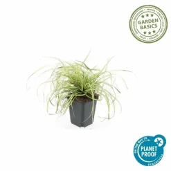 LA GREEN TOUCH - Carex laîche oshim. 'evergold' x60 – entre 3,75 et 5m2