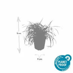 LA GREEN TOUCH - Carex laîche oshim. 'evergold' x60 – entre 3,75 et 5m2