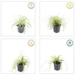 LA GREEN TOUCH - Carex laîche oshim. 'evergold' x60 – entre 3,75 et 5m2