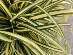 LA GREEN TOUCH - Carex laîche oshim. 'evergold' x60 – entre 3,75 et 5m2