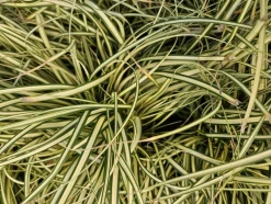 LA GREEN TOUCH - Carex laîche oshim. 'evergold' x60 – entre 3,75 et 5m2