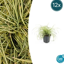 LA GREEN TOUCH - Carex laîche oshim. 'evergold' x60 – entre 3,75 et 5m2