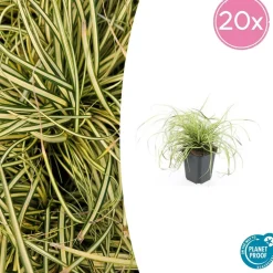 LA GREEN TOUCH - Carex laîche oshim. 'evergold' x60 – entre 3,75 et 5m2