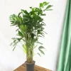 LA GREEN TOUCH - Caryota mitis - 140 cm - ø24 140cm - plante d'intérieur