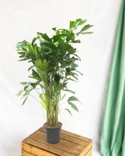 LA GREEN TOUCH - Caryota mitis - 140 cm - ø24 140cm - plante d'intérieur