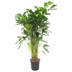 LA GREEN TOUCH - Caryota mitis - 140 cm - ø24 140cm - plante d'intérieur