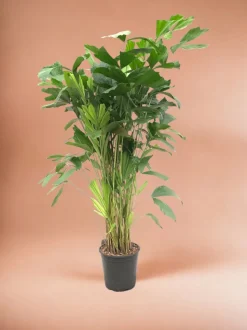 LA GREEN TOUCH - Caryota mitis - 140 cm - ø24 140cm - plante d'intérieur