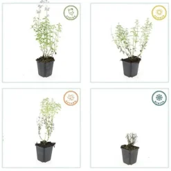 LA GREEN TOUCH - Cataire 'walker's low' x6 – entre 0,38 et 0,5m2