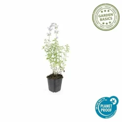 LA GREEN TOUCH - Cataire 'walker's low' x60 – entre 3,75 et 5m2